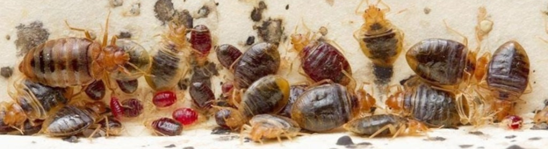 Dedetização de Percevejos de Cama em Apartamentos 24 HORAS